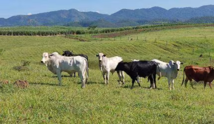 Sítio com 2 dormitórios à venda, 314600 m² por R$ 3.575.000,00 - Serrinha - Monteiro Lobato/SP