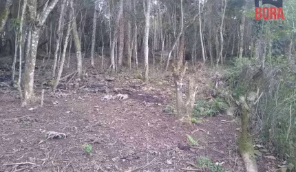 Terreno à venda, 2510 m² por R$ 270.000,00 - Cacéia - Mairiporã/SP