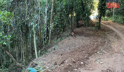 Terreno à venda, 518 m² por R$ 91.000,00 - Samambaia - Mairiporã/SP