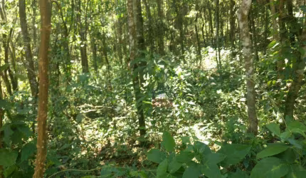 Terreno à venda, 1470 m² por R$ 150.000,00 - Parque Germânia - Mairiporã/SP