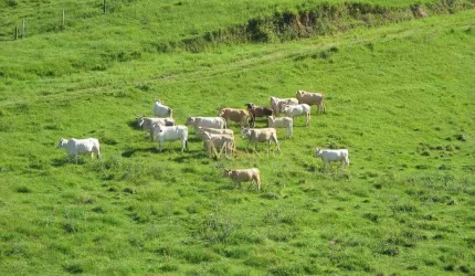 Fazenda à venda, 640000 m² por R$ 3.710.000,00 - Aratingauba - Imaruí/SC