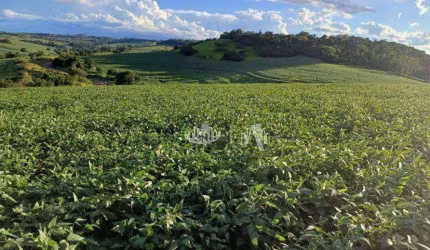 Sítio à venda por R$ 3.700.000 - Rural - Londrina/PR