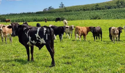 Fazenda de 125 alqueires  à venda/planta 80%/com infraestrutura/mecanizada - localizada no norte do