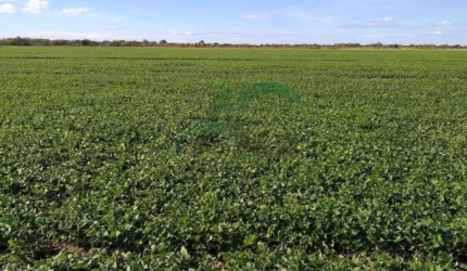 VENDO FAZENDA em BARRA com 1756 hectares ou 4.339 acres