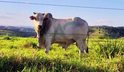 VENDO FAZENDA em GUARATINGA com 950 hectares