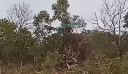 VENDO Fazenda à 8 km de Riachão no MARANHÃO com 970 hectares