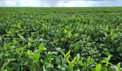 VENDO FAZENDA em Bom Jesus no PIAUÍ com 15.400 hectares