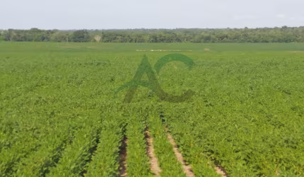 VENDO Fazenda no VALE DO ARAGUAIA - TOCANTINS com 1.000 hectares