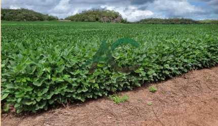 FAZENDA À VENDA em  Santa Maria do Tocantins no TOCANTINS com 1621 hectares