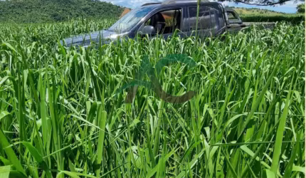 VENDO FAZENDA em Eunápolis na BAHIA com 480 hectares