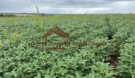 Fazenda para Venda em Itapetininga, Área Rural de Itapetininga