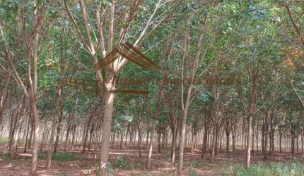 Fazenda para Venda em Cassilândia, Área rural