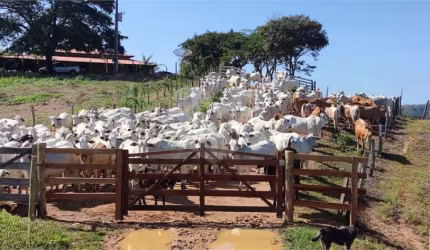 Fazenda à venda em Centro - GO