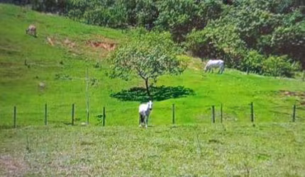Sítio em rocha leao  -  Rio das Ostras