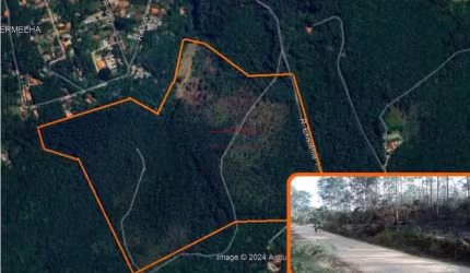 Sitio de eucalipto / Terreno / Area para loteamento 11 alqueires