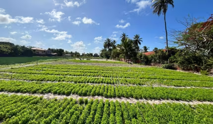 TERRENO COM ACESSO A LAGOA DA PRECABURA