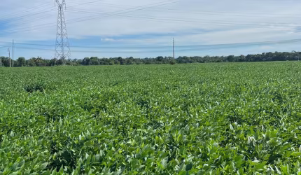 Linda fazenda a 30 KM de Cuiabá-MT