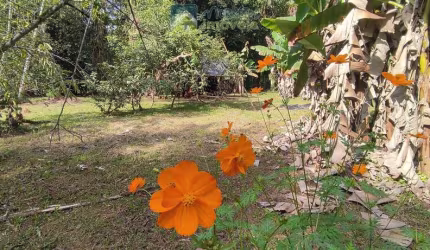 Chácara à venda no bairro Vila das Palmeiras - Morretes/PR