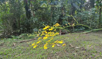 Chácara à venda no bairro Vila das Palmeiras - Morretes/PR