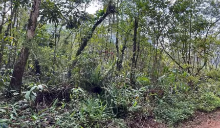 Terreno à venda no bairro São João da Graciosa - Morretes/PR, Rural