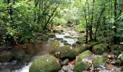 Terreno à venda na Estrada Da Ponte Alta, 227, Zona Rural, Morretes, 39400 m2 por R$ 375.000