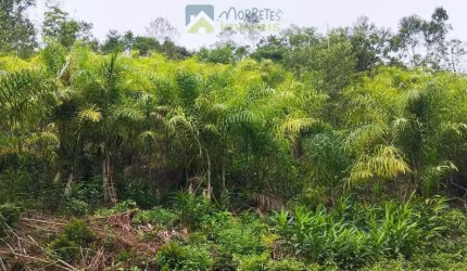 Fazenda Cabloca - 30mil pés de pupunha.