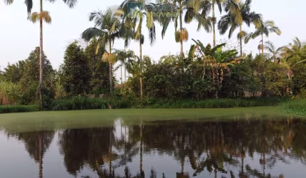 Chácara em Morretes no Sarapia com 23.000m² apenas  400 metros da rodovia 2 tanques de peixes