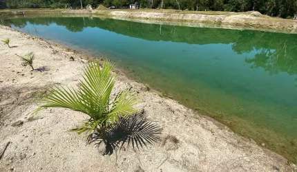 Chácara em Antonina 3 tanques de peixes 8.000 metros fácil acesso apenas 4km da cidade
