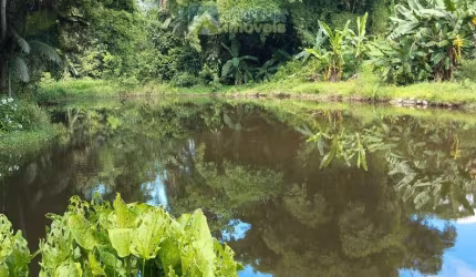Área à venda no bairro Marumbi - Morretes/PR, Rural