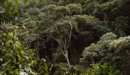 VENDO UM TERRENO COM 250.000m2 LOCALIZADO EM REGIÃO DE MATA ATLÂNTICA ENTRE ILHÉUS E SERRA GRANDE!