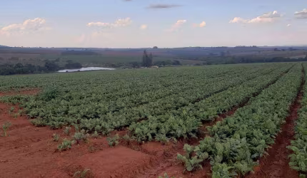 Excelente fazenda para plantio em Perdizes - MG! Excelente altitude e alto teor de argila para plantio de HF.