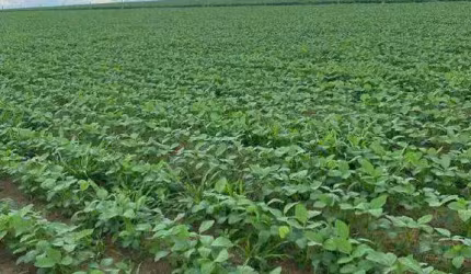 Ótima fazenda em Ipameri - GO