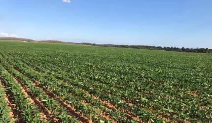 Oportunidade Única: Fazenda Produtiva em Rio do Sono.