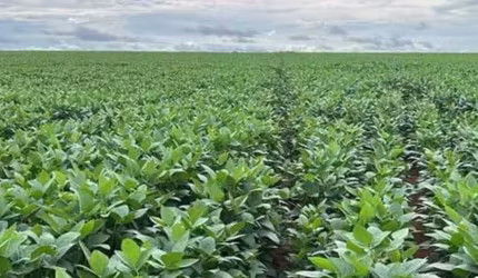 Fazenda á venda em Pedro Afonso-TO!