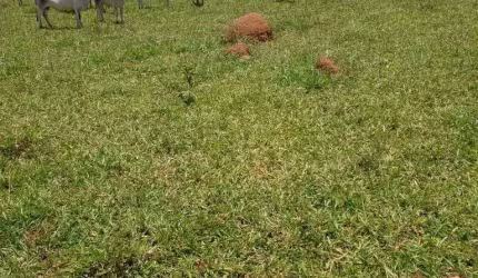 Fazenda de 1.200 Hectares em Unaí/MG - Ideal para Agricultura e Pecuária!