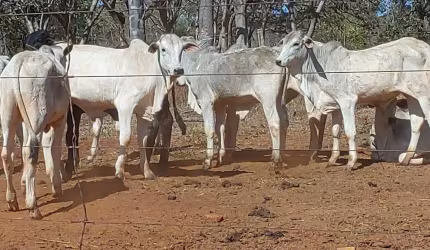 Excelente fazenda á venda em Felixlândia-MG!
