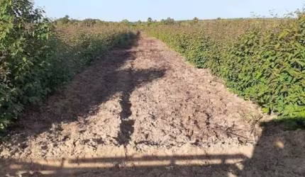 Fazenda de 4.200 Hectares em Chapada Gaúcha - MG!