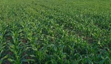 Fazenda Porteira fechada em Gurupi-To