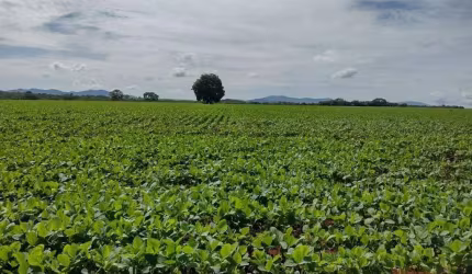 Oportunidade Única: Fazenda á venda de 1.577 hectares em Barro Alto-GO