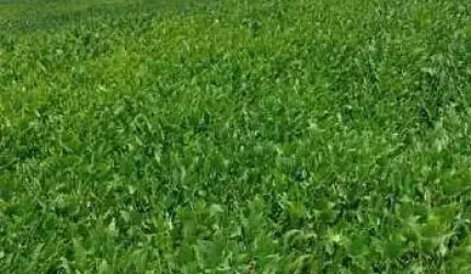 Fazenda pra Arrendamento região de Canarana/ Querencia