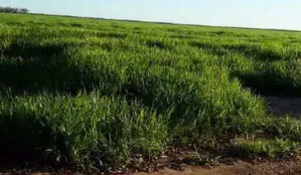 Fazenda na Área Rural de Barreiras - BA