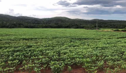 Fazenda na Área Rural de Para