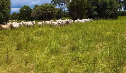 Fazenda extraordinária com 13 Lagos e Potencial para Criatório de Peixes em Cocalinho-MT