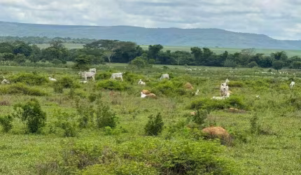Fazenda excelente de dupla aptidão em Buritizeiro-MG