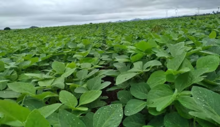 Fazenda com dupla aptidão no município de Caiapônia - GO