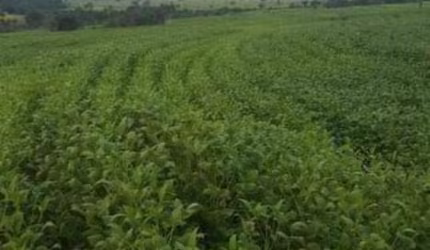 Fazenda com dupla aptidão localizada na região do Prata - Mg
