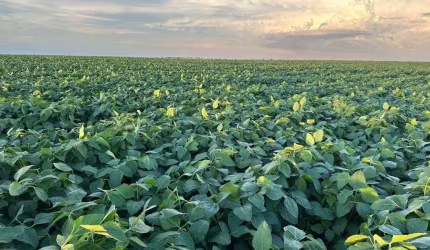 Excelente fazenda a venda com dupla aptidão em uma privilegiada localização na área rural de São Desiderio/Oeste da Bahia.
