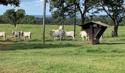 Fazenda à venda, AREA RURAL DE COLINAS TO - COLINAS DO TOCANTINS/TO
