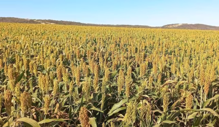 Fazenda à venda, AREA RURAL BURITIS -GO - Buriti de Goiás/GO