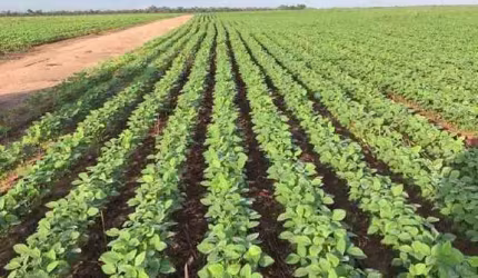 Fazenda à venda, AREA RURAL DE RIACHAO-MA - Riachão/MA